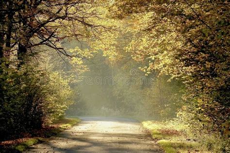 Autumn Forest Road With Early Morning Sun Rays Stock