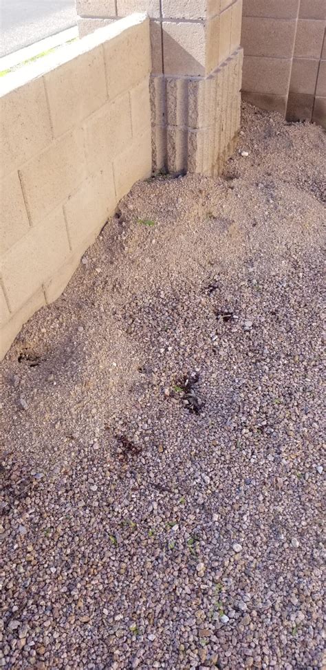 Rat Holes Arizona Pest Control Pest Management Services Gilbert