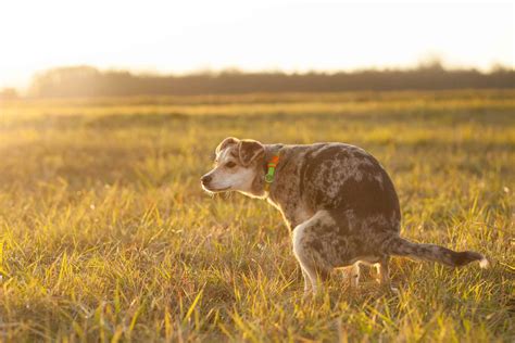 Moeilijke Stoelgang Bij Honden Oorzaken Symptomen En Behandeling