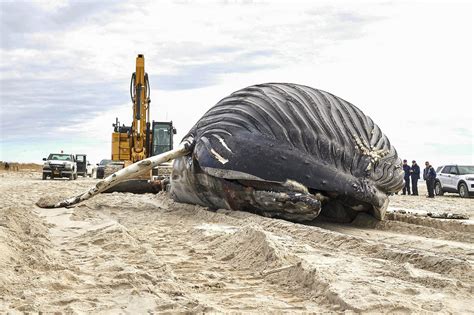 Humpback Whale Washes Up On Long Island 17th Beached Along East Coast