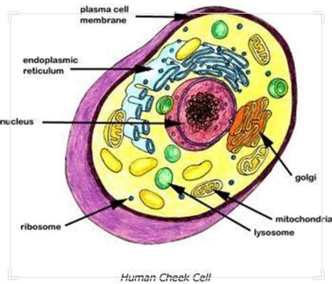 Draw The Diagram Of Cheek Cells And Label The Parts