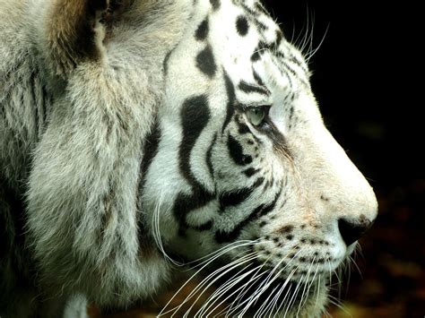 white, Animals, Tigers Wallpapers HD / Desktop and Mobile Backgrounds
