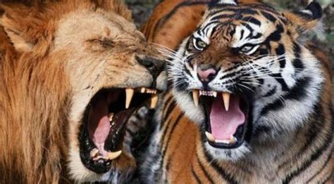 Secara purata harimau malaya bersaiz 2.4 meter panjang dan seberat 120 kilogram. 15 Haiwan Liar Paling Berbahaya Di Dunia - KertasPaper.Com