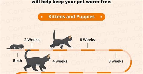 Pet Care 101 Caring For A Puppy And Kitten