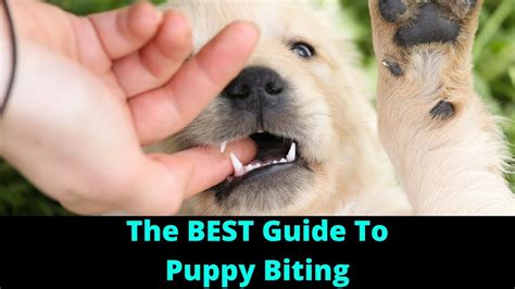 Bite Inhibition Dog Training How To Stop A Puppy From Biting And