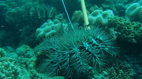 Injecting Poison Into Crown Of Thorns Starfish Youtube