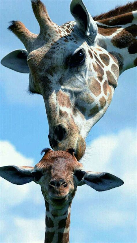 Pin On Giraffe