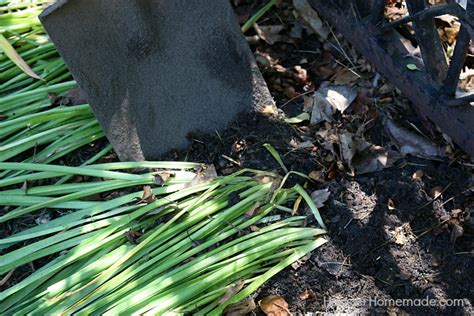 How To Divide And Replant Daffodil Bulbs Hoosier Homemade