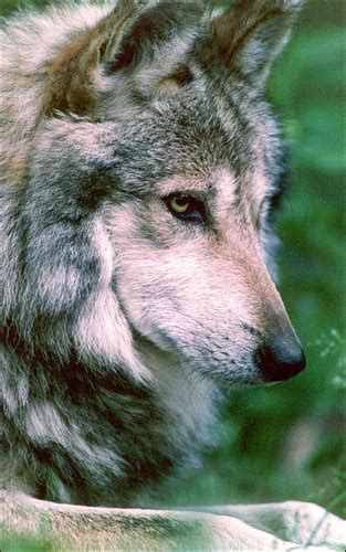 National Geographic Images Mexican Grey Wolf Hd Wallpaper And