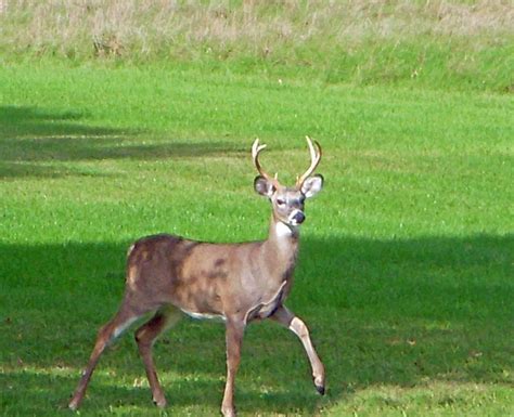 Buck Photograph By Aimee L Maher Alm Gallery Fine Art America