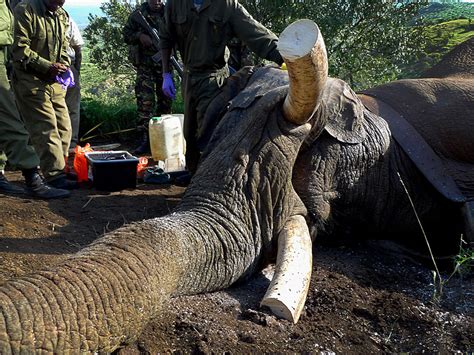 Mountain Bull Blood Ivory Elephant Poaching In Kenya Pictures CBS News