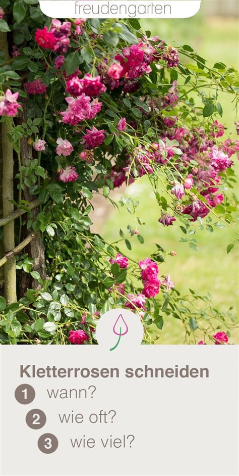 Der richtige schnitt von englischen rosen wann schneidet man englische rosen? Kletterrosen schneiden - wann, wie und wie oft ...