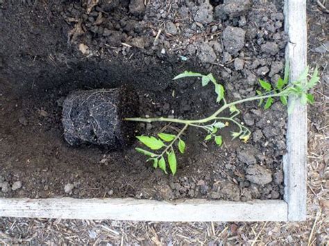 How To Plant Tomatoes In A Trench A Gardeners Trick For Tall Plants
