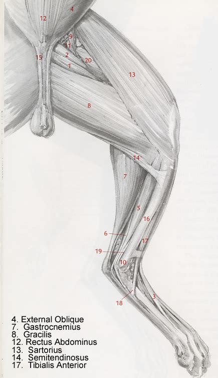 Lateral Leg Muscle Diagram Human Leg Wikipedia Editable Vector