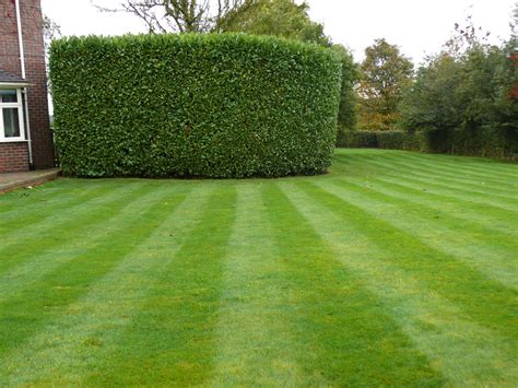 Hedge Cutting in Knutsford, Cheshire - JHPS Gardens : JHPS