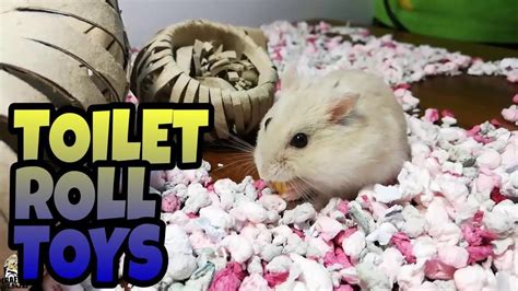 Stoney Is Playing With Its New Toilet Roll Toys Chewtoy Food Bowl