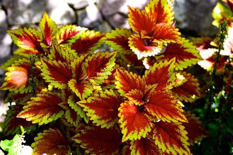 Colorful Coleus Not Just For Containers Or Shade Articles