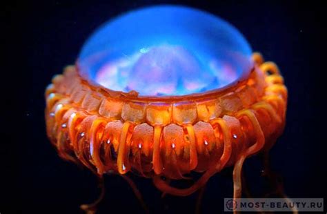 Фантастические морские обитатели Atolla Jellyfish