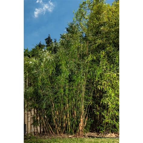 Bambou Fargesia Scabrida Asian Wonder