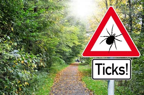 Attention Ticks Stock Photos Royalty Free Attention Ticks Images