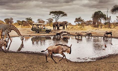 Serengeti National Park Wildlife Explore Wildlife In Serengeti