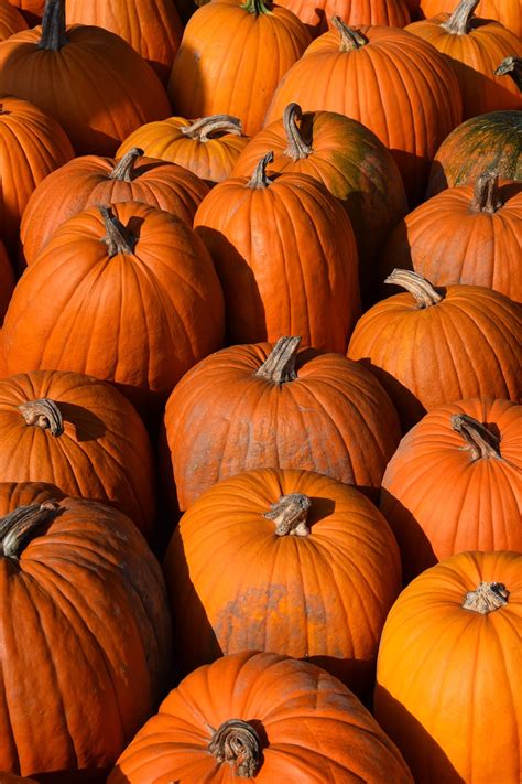 Pumpkin Harvest Fall Free Photo On Pixabay Pixabay