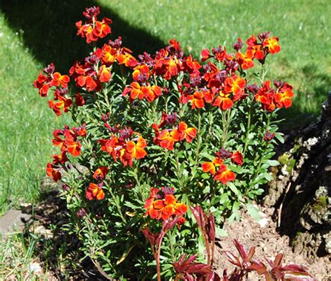 Wallflower English Cheiranthus Cheiri Seeds