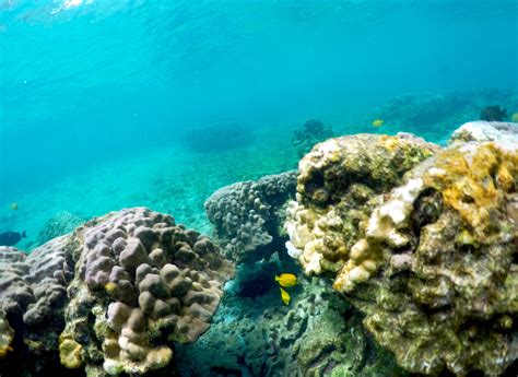 Pacific Heat Wave Threatens Hawaiis Iconic Coral Reefs