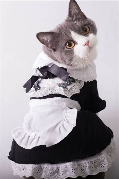 These Cat Halloween Costumes Are So Cute Cat Outfits Pets Cat Halloween Costume Cute Cat