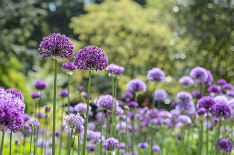 Allium Purple Sensation Indrukwekkende Sierui Gardeners World