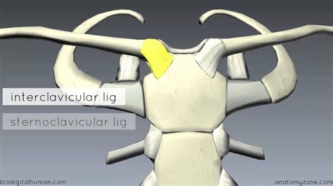 Sternoclavicular Ligament Between Medial End Of Clavicle And