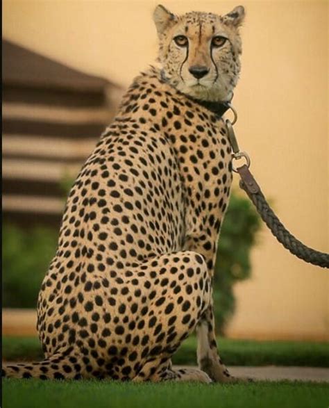 Keeping And Caring For Cheetah As A Pet 2022 Animals Home
