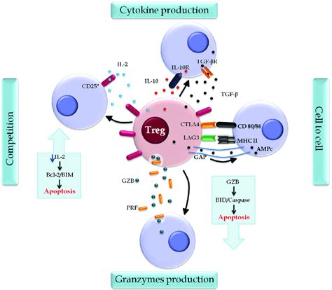 Regulatory T Cell Treg Action Mechanisms Tregs Induce Immune