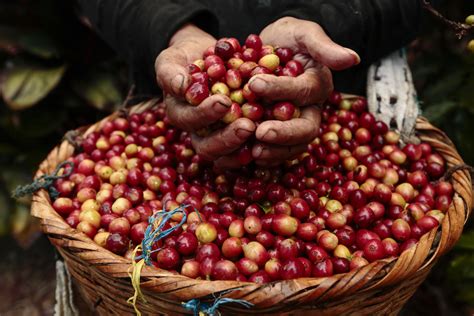 A Reflection On Coffee Pickers During This Time Of Harvest Daily