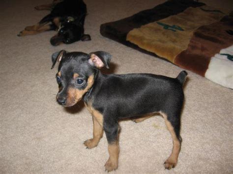 Miniature Pinscher Purebred Male Puppies For Sale In Roseville