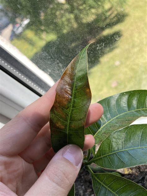 Mango Tree Leaves Turning Brown Why Rplantclinic