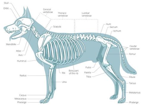 Understanding common dog leg anatomy terminology can help you better communicate with your dog knee and knee cap. A Visual Guide to Dog Anatomy (Muscle, Organ & Skeletal Drawings) - All Things Dogs | Dog ...