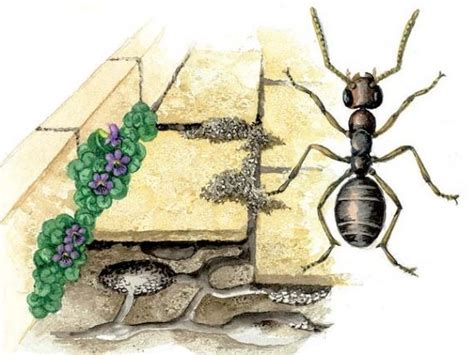 Nicht nur im garten, sondern auch im haus können starke düfte zudem helfen, ameisen zu vertreiben. Hangyák, hangya a kertben - gazigazito.hu | Ameisen ...