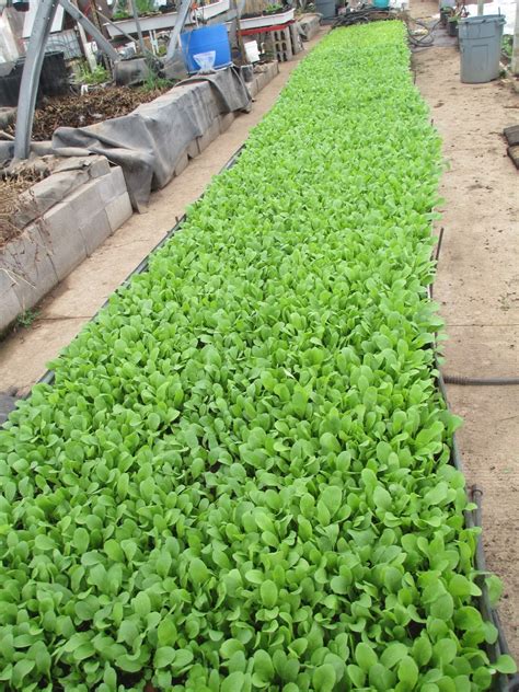 How To Grow Arugula Tips And Guide For Growing Arugula