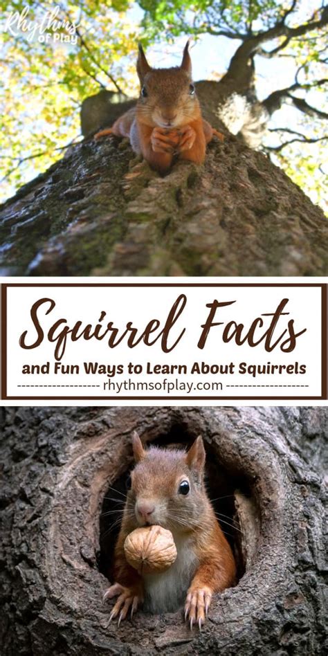 Squirrel Activity Ideas Fun Ways To Learn About Squirrels Rop