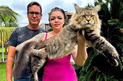 Gigante Gentil Raça De Gato Brasileiro Que Tenta Entrar Para O