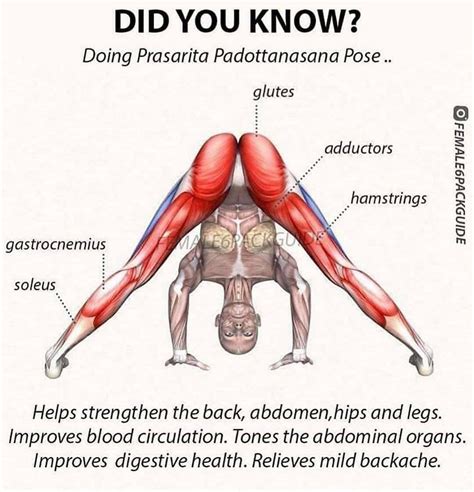 how to wide legged forward bend yoga pose prasarita padottanasana 5 variations gymguider