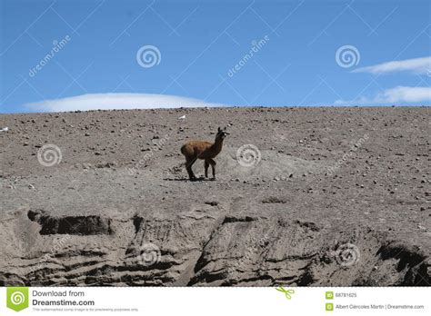 What is the title of the 1998 film in which steve martin plays an unsuccessful film producer and eddie murphy plays a hollywood superstar? Andean Fauna stock image. Image of vicunas, hump, very ...