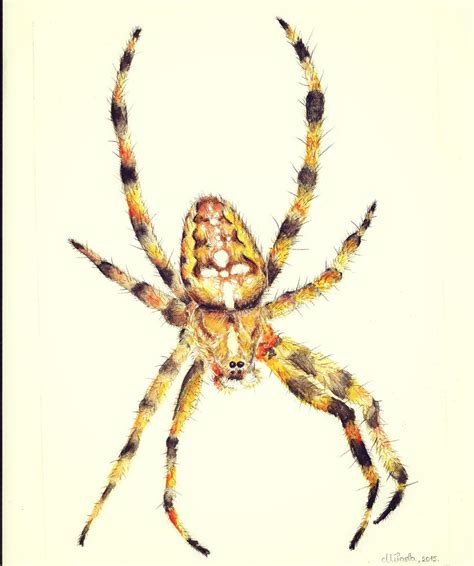 Spider Watercolors By Red Fox Child On Deviantart