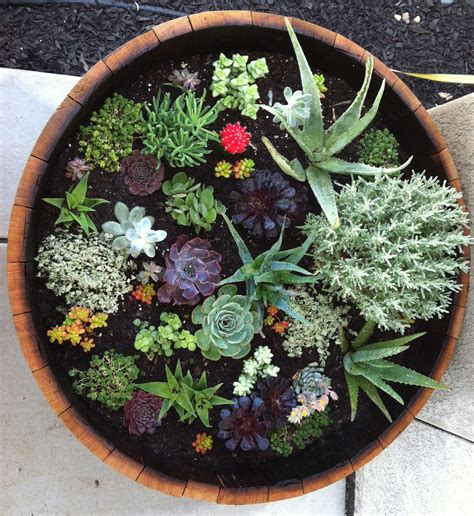 My First Succulent Garden Succulents Garden Outdoor Spaces Outdoor