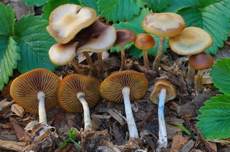 Psilocybe Cyanescens Psilocybe Cyanescens Complex Page 3 Exotic