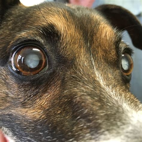 Can Cataracts In Dogs Be Treated Without Surgery