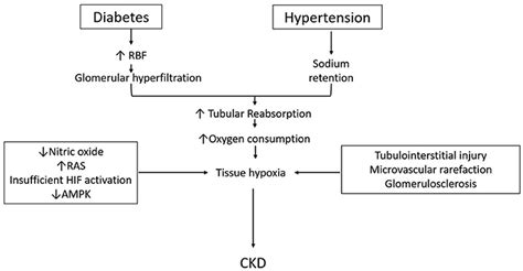 Hypertension And Kidney Disease Pathophysiology Slide Share