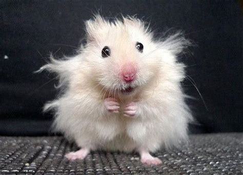 Cute Hamster Funny Pictures Dump A Day