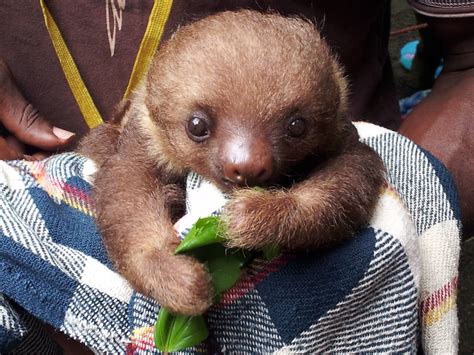 Cute Sloth Pictures Archives Funny Status